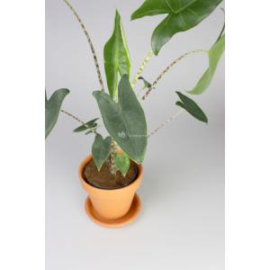 Alocasia zebrina XS kamerplant in terracotta bloempot