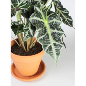 Alocasia polly M kamerplant in terracotta bloempot