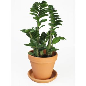 Zamioculcas zenzi S kamerplant in terracotta bloempot