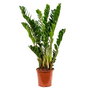 Zamioculcas zamiifolia XS kamerplant