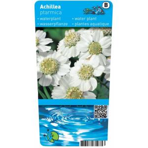 Wilde bertram (Achillea ptarmica) moerasplant (6-stuks)