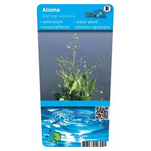 Grote waterweegbree (Alisma plantago-aquatica) moerasplant (6-stuks)