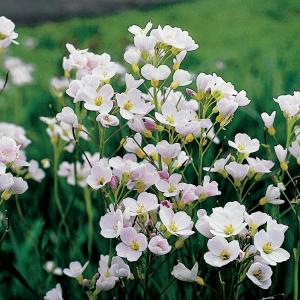 Pinksterbloem (Cardamine pratensis) moerasplant (6-stuks)