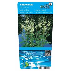 Moerasspirea (Filipendula ulmaria) moerasplant (6-stuks)