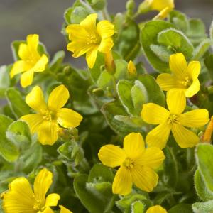 Moerashertshooi (Hypericum elodes) moerasplant (6-stuks)