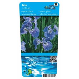 Borstelige iris (Iris Setosa) moerasplant (6-stuks)