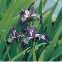 Amerikaanse iris (Iris versicolor) moerasplant (6-stuks)