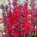 Rode lobelia (Lobelia cardinalis) moerasplant (6-stuks)