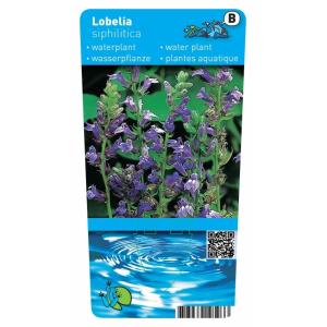 Virginische lobelia (Lobelia siphilitica) moerasplant (6-stuks)