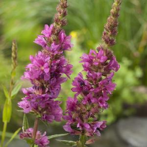 Grote kattenstaart (Lythrum salicaria) moerasplant (6-stuks)