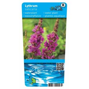 Grote kattenstaart (Lythrum salicaria) moerasplant (6-stuks)