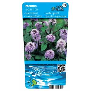 Watermunt (Mentha aquatica) moerasplant (6-stuks)