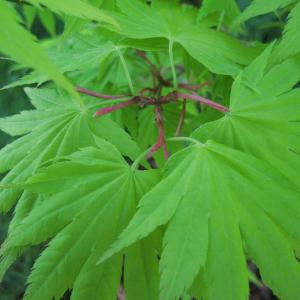 Japanse esdoorn (Acer shirasawanum "Jordan") heester