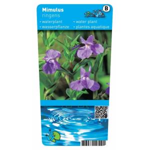 Blauwe maskerbloem (Mimulus ringens) moerasplant (6-stuks)