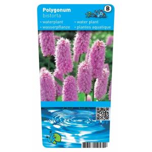 Adderwortel (Polygonum bistorta) moerasplant (6-stuks)