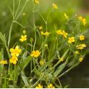 Egelboterbloem (Ranunculus flammula) moerasplant (6-stuks)