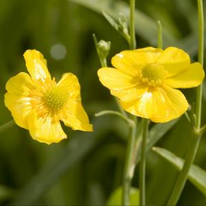 Grote boterbloem (Ranunculus lingua) moerasplant (6-stuks)