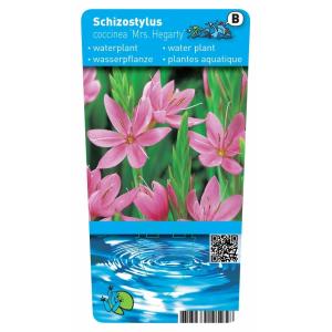 Roze kafferlelie (Schizostylis coccinea “Mrs Hegarty”) moerasplant (6-stuks)