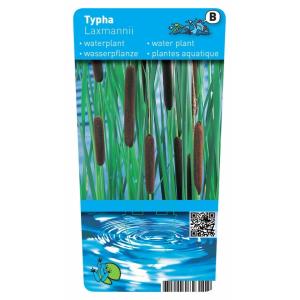 Lisdodde (Typha laxmannii) moerasplant (6-stuks)