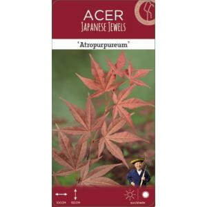 Japanse esdoorn (Acer Palmatum "Atropurpureum")