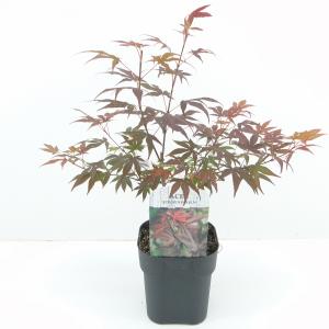 Japanse esdoorn (Acer Palmatum "Atropurpureum")