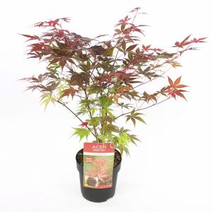 Japanse esdoorn (Acer Palmatum "Atropurpureum")