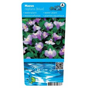 Blauwe mazus (Mazus reptans blue) moerasplant (6-stuks)