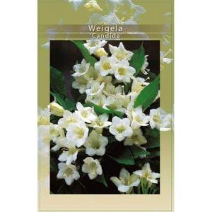 Weigela Candida