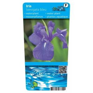 Blauwe Japanse iris (Iris Laevigata “Blue”) moerasplant (6-stuks)