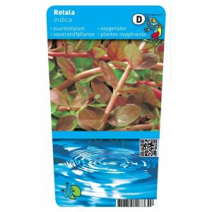 Rotala (Rotala indica) zuurstofplant (10-stuks)