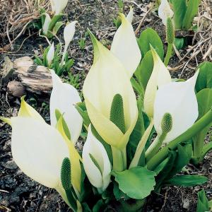 Moerasaronskelk (Lysichiton camtschatcensis) moerasplant (6-stuks)