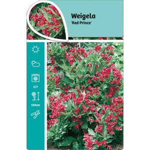 Weigela Red Prince