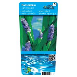 Reuze snoekkruid (Pontederia lanceolata) moerasplant (6-stuks)