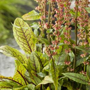 Bonte waterzuring (Rumex sanguinea) moerasplant (6-stuks)