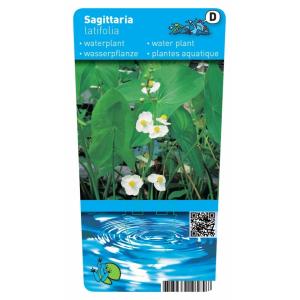 Breed pijlkruid (Sagittaria latifolia) moerasplant (6-stuks)