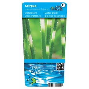 Bonte mattenbies (Scirpus tabernaemontani “Zebrinus”) moerasplant (6-stuks)