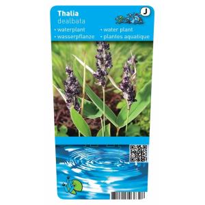 Thalia (Thalia dealbata) moerasplant (10-stuks)