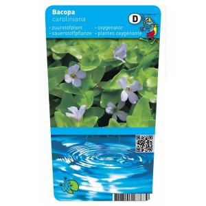 Brede bacopa (Bacopa caroliniana) zuurstofplant (10-stuks)