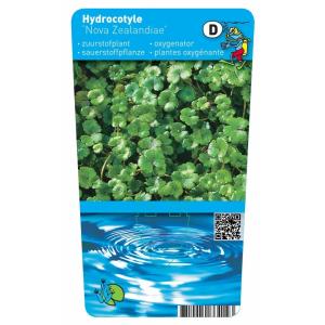 Waternavel (Hydrocotyle “Nova-Zealandiae”) zuurstofplant (10-stuks)