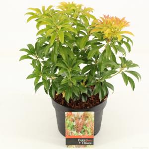 Rotsheide (Pieris Japonica “Bonfire”) heester