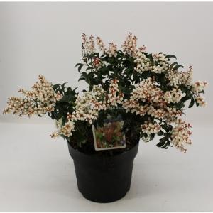 Rotsheide (Pieris Japonica “Bonfire”) heester