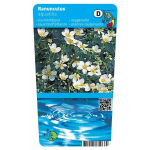 Fijne waterranonkel (Ranunculus aquatilis) zuurstofplant (10-stuks)