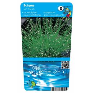 Naaldgras (Scirpus cernuus) zuurstofplant (10-stuks)