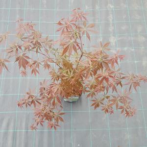 Japanse esdoorn (Acer palmatum "Sumi-Nagashi") heester
