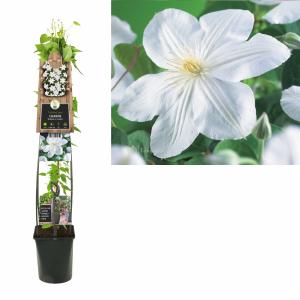 Witte bosrank (Clematis "Madame le Coultre") klimplant 70 cm