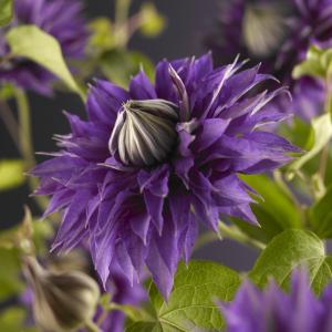 Blauwe bosrank (Clematis "Multi Blue") klimplant 70 cm