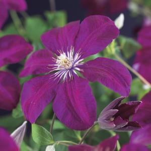 Rode bosrank (Clematis "Rouge Cardinal") klimplant 70 cm