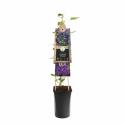 Paarse bosrank (Clematis "The President") klimplant 70 cm