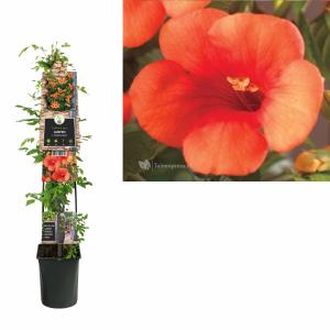 Oranje Trompetbloem (Campsis tagliabuana "Madame Galen") klimplant 70 cm