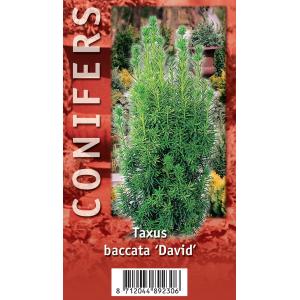 Taxus (Taxus baccata "David") conifeer